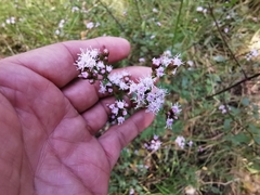 Fleischmannia pycnocephala