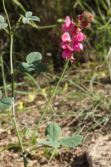 Indigofera vanzijlii