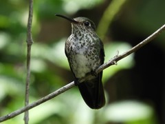 Taphrospilus hypostictus