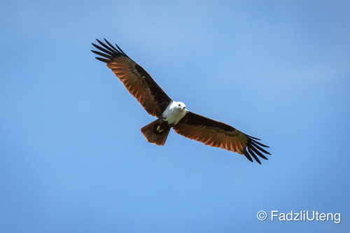 Brahminy Kite