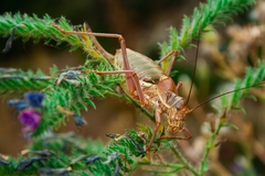 Ephippiger provincialis