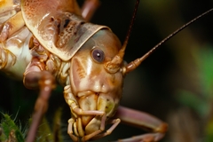 Ephippiger provincialis