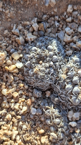 Eriosyce malleolata