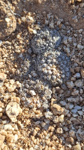 Eriosyce malleolata