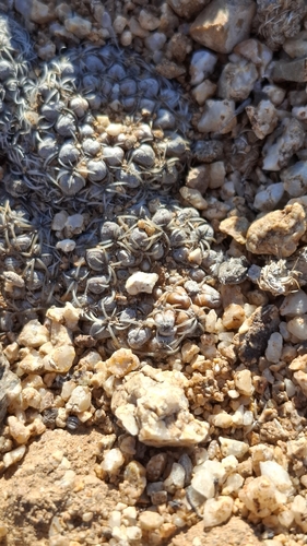 Eriosyce malleolata