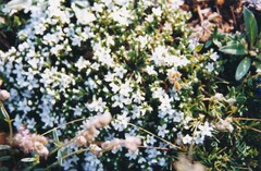 Arenaria montana