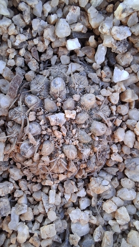 Eriosyce malleolata