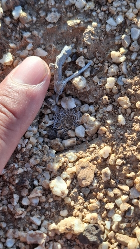 Eriosyce malleolata