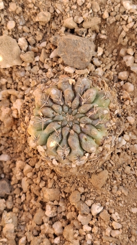 Eriosyce malleolata
