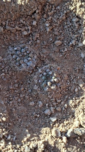 Eriosyce malleolata