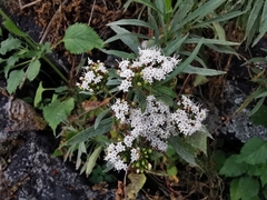 Stevia salicifolia