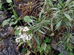 Stevia salicifolia