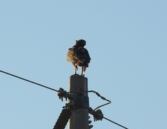 Buteo jamaicensis