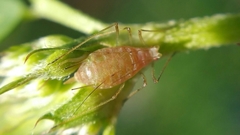 Acyrthosiphon pisum