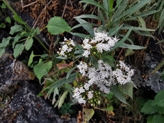 Stevia salicifolia