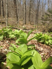 Veratrum viride viride