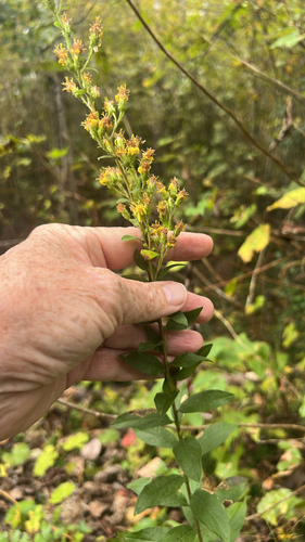 downy ragged goldenrod (Solidago petiolaris)