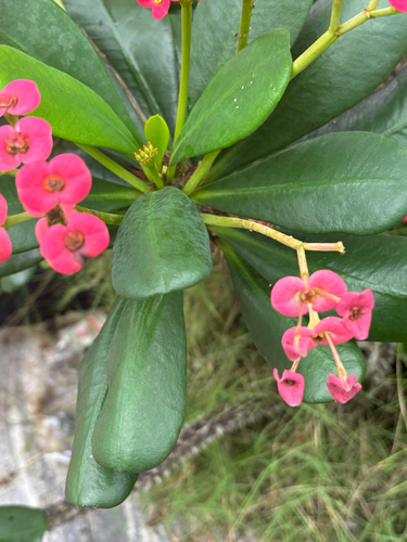Crown-of-Thorns
