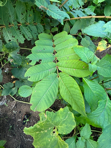 Candelabra Bush