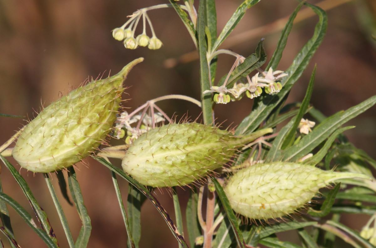 Gomphocarpus fruticosus