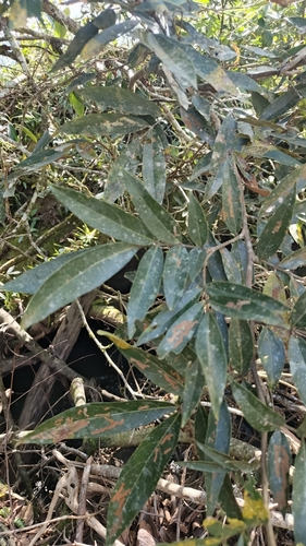 Guama venezolano (Inga nobilis)