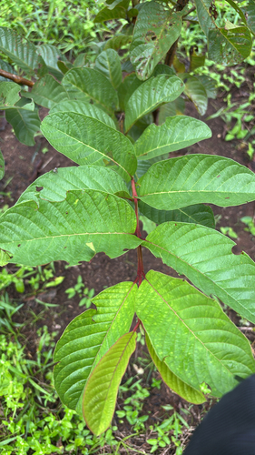 Common guava