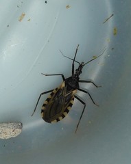 Triatoma patagonica