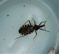 Triatoma patagonica