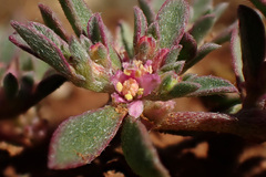 Aizoon sarcophyllum