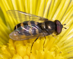 Parasyrphus semiinterruptus