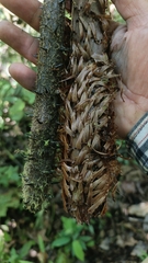 Hedgehog tree fern (Alsophila erinacea)