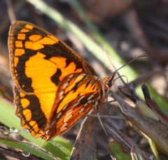 Byblia anvatara anvatara