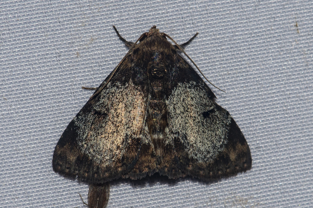 Diomea orbifera