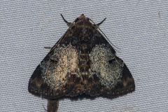 Diomea orbifera