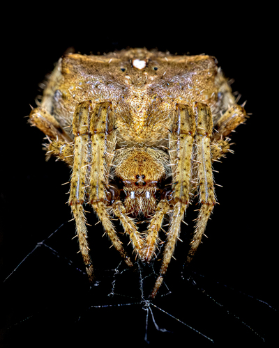 Angular Orbweaver Spider photo 5