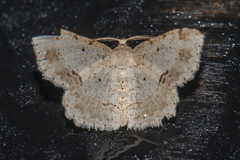 Calletaera subexpressa