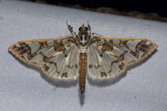 Polythlipta