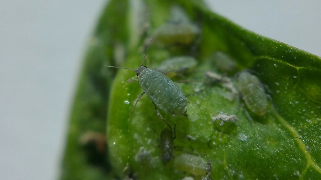 Chenopodium aphid