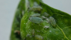 Hayhurstia atriplicis