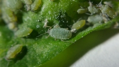 Hayhurstia atriplicis