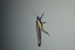 Moncheca elegans