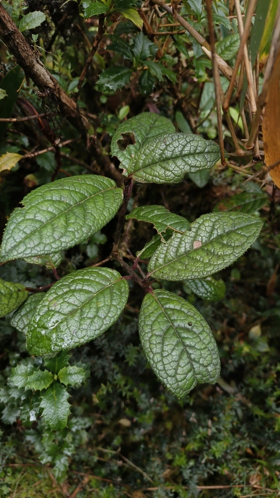 Symplocos quitensis (Symplocos quitensis)