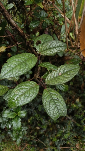 Symplocos quitensis (Symplocos quitensis)