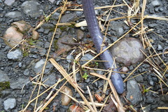 Caecilia orientalis