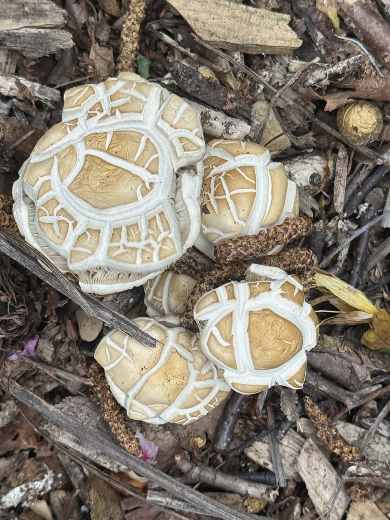 Agrocybe praecox · October 2025 · photo: © iandickie (iNaturalist, cc-by)