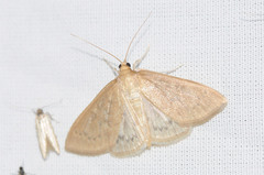 Framinghamia helvalis