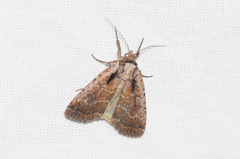 Eueretagrotis attentus