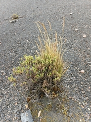 Senecio rufescens, photograph author not stated, no rights reserved