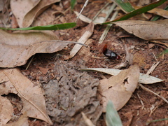 Smilax lynchi