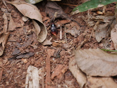 Smilax lynchi